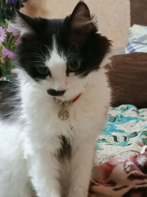 Кузя, беспородный, 14 лет. г. Зея