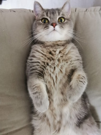 Кошка Мися, 3 года