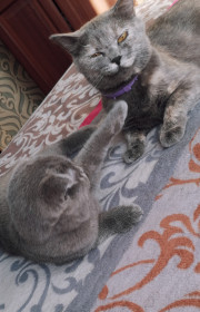 Дева, британская прямоухая, 6 лет, с. Белогорье