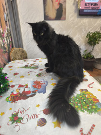 Марсель, мейн-кун