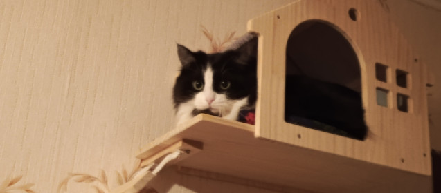 Маркиз (Марик), 5 лет, г. Кстово, Нижегородская область