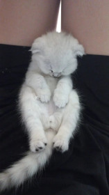 Маленький Снежок, 2 месяца