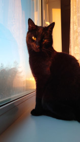 Нил, 4 года, метис египетской мау и дворового кота. г. Зея