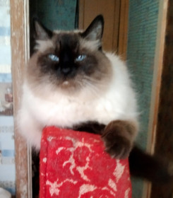 Крисс, маскарадный, г. Воронеж