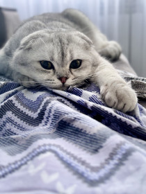 Кот Стив, г. Зея