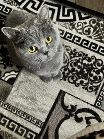 Кошечка Боня, 9 лет, шотландская. г. Зея