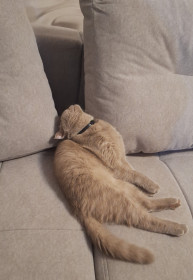 Степан, шотландец, 2 года. г. Зея