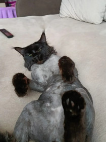 Барс, мейн-кун, 2 года. г.Зея