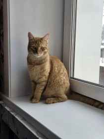 Красотка Юми