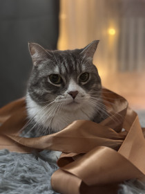 Кисюн, 6 лет