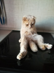 Кошка Савелия, шотландская