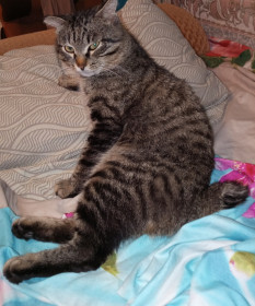 Тиграш, бобтейл, 2 года