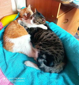 Семён и Дюсик, обычные коты. г. Зея