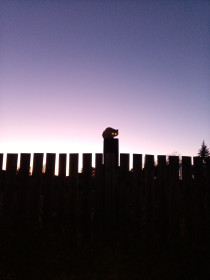 Мистер Икс, пгт Магдагачи