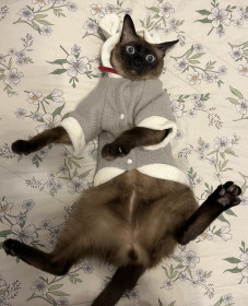 Оззи, тайский кот, г. Зея