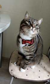 Чип, благородных (дворовых) пород, г. Зея