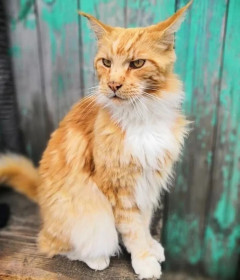 Рыся, мейн-кун. г. Зея