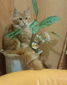 Котя, г. Зея