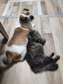 Бакс и его друг Бублик. г. Зея