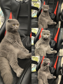 Лейла, г. Зея