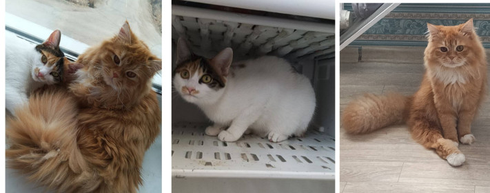 Мила и Чижик)