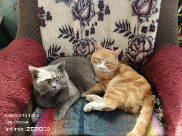 Рыжик и Муся, г. Зея