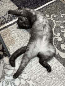 Кот Василий, пгт Магдагачи