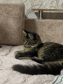 Шеда, мейн-кун. с. Заречная Слобода