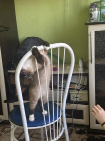 Киса, сиамская, г. Тында