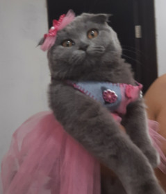 Маргарита (Марго), вислоухая, г. Свободный