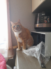 Рыжик, 10 лет. г. Зея