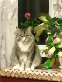 Семён, г. Зея