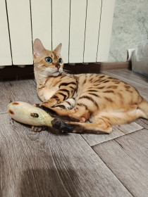 Шейла, порода бенгальская, 3 года. г. Благовещенск