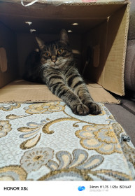 Фиксик, простая порода, 1 год. г. Белогорск