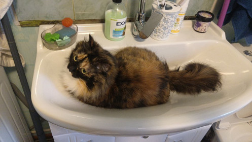 Лисëк, 7 лет