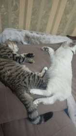 Снежа и Царапка