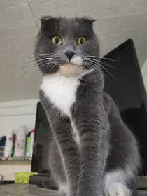 Сима, шотландская вислоухая. г. Зея