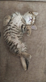 Котёнок Буся, с. Чигири