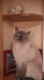 Каспер, скоттиш-страйт блю-поинт, 9 лет.  г. Благовещенск