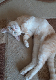 Юкки, метис, 6 лет. г. Благовещенск