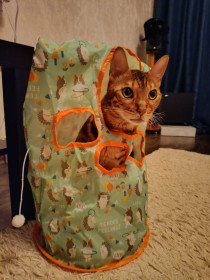 Арчи, бенгал, г. Воронеж