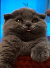 Маргоша, 3 года, шотландская. г. Свободный