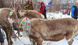 Пять северных сел Приамурья отпраздновали День оленевода и охотника