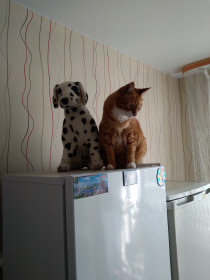 Лёва, 8 лет. г. Зея