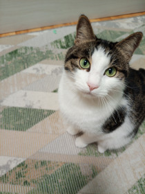 Ластик, 2 года, г. Благовещенск