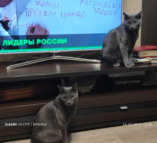 Марсель и Фикс, русская голубая. г. Петергоф