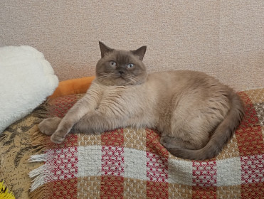 Артем, 3 года, скоттиш-страйт блю-поинт