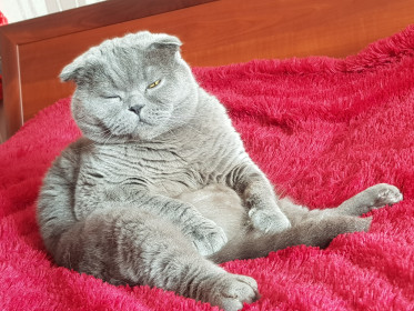 Toм, шотландец. г. Зея