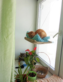 Симба (беспородная) и Ричи (британец), г. Благовещенск