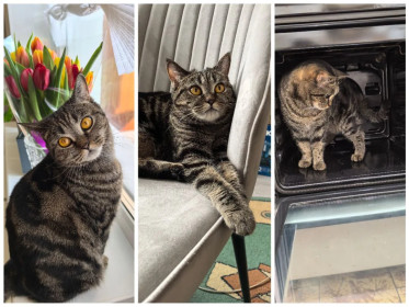 Кошечка Маня, 2 года, шотландка. пгт  Новобурейский